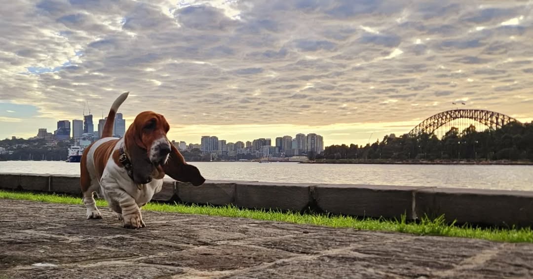 Daphne - Harbourside hound