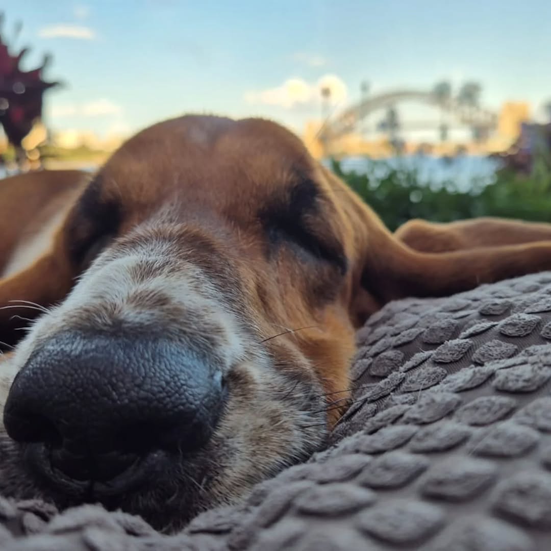 Daphne - A relaxing Sunday afternoon in the garden.