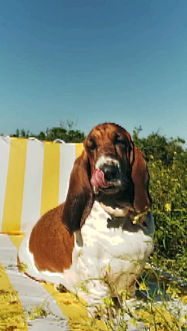 Daphne - our beautiful Hush Puppy!